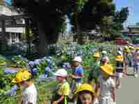 御室神社は紫陽花の花がきれいです