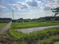 緑色がきれいです