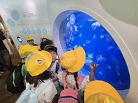 くらげの展示は幻想的です