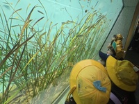 海草のまわりは魚たちのすみかです