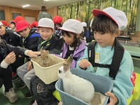 うさぎとのふれ合い