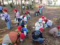 どんぐりを拾っています