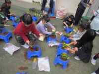 ビオラを植木鉢に植えます