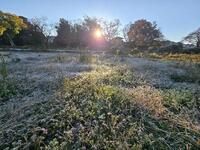 畑には霜が・・・