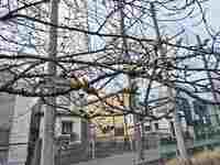 つぼみが膨らみ色づいてきました