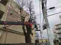 細い枝から切っていきます