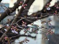 体育館北側の桜