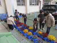 卒業式を飾るビオラの水やりです