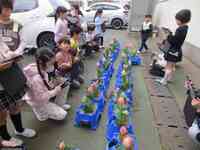 iPadを使ってチューリップの撮影