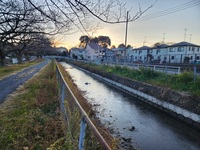 見沼代用水には氷がはりました